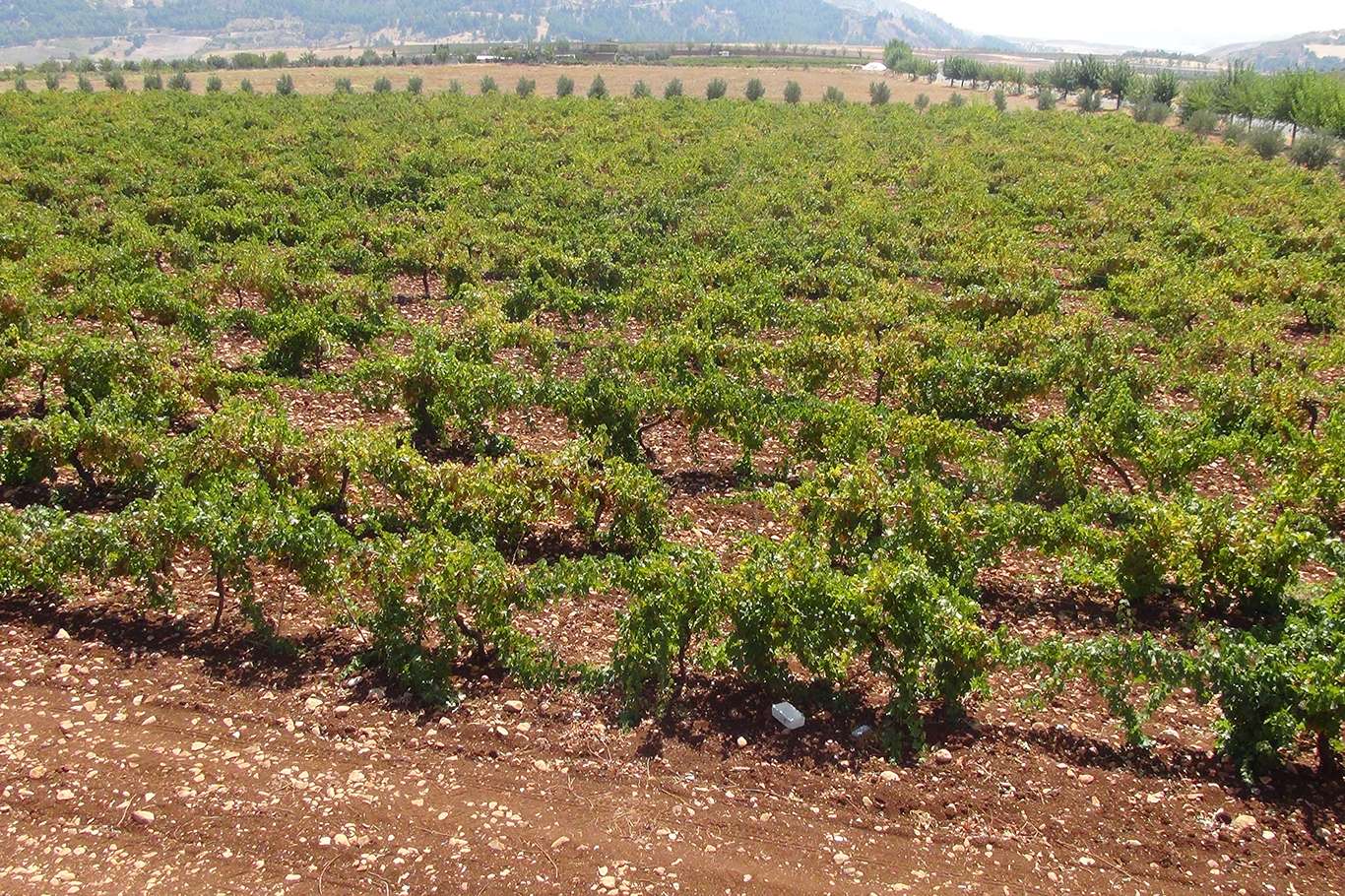 Üzümün pekmez ve pestil olma yolculuğu başladı